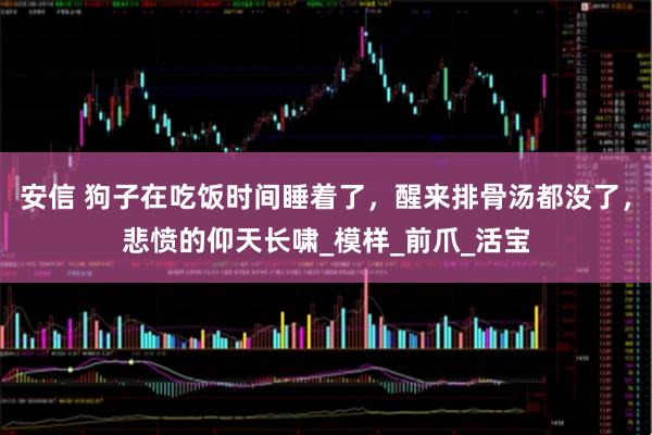 安信 狗子在吃饭时间睡着了，醒来排骨汤都没了，悲愤的仰天长啸_模样_前爪_活宝